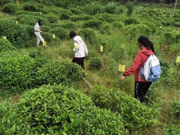 开展了为期五周的乡村夏令营活动